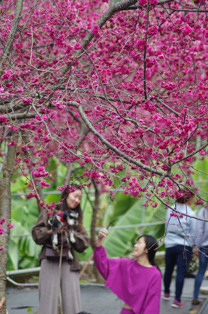 賞櫻花