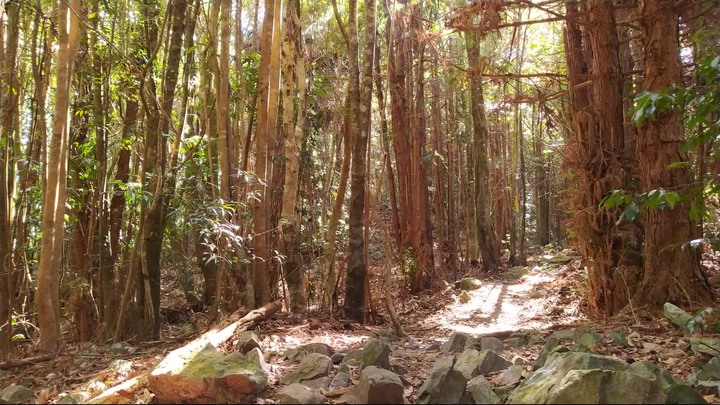 [樂山童盟] [台中和平] 谷關七雄-屋我尾山(大雪山林道登山口31.2K)