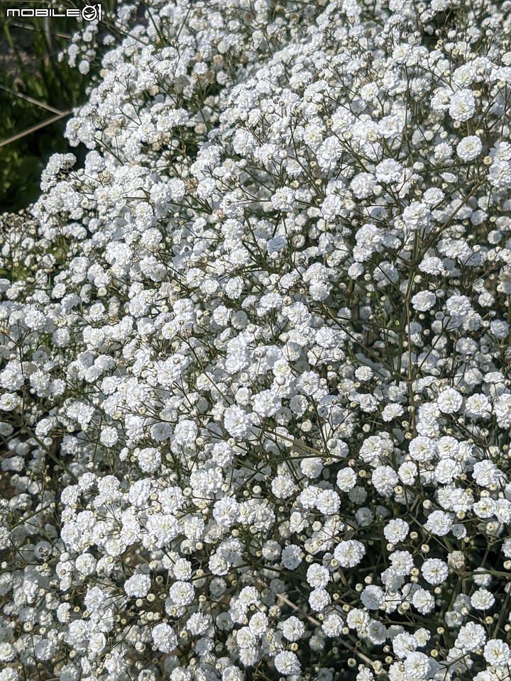 星辰花+重瓣麻葉繡球花 嘉義市西區頭港里 02/06