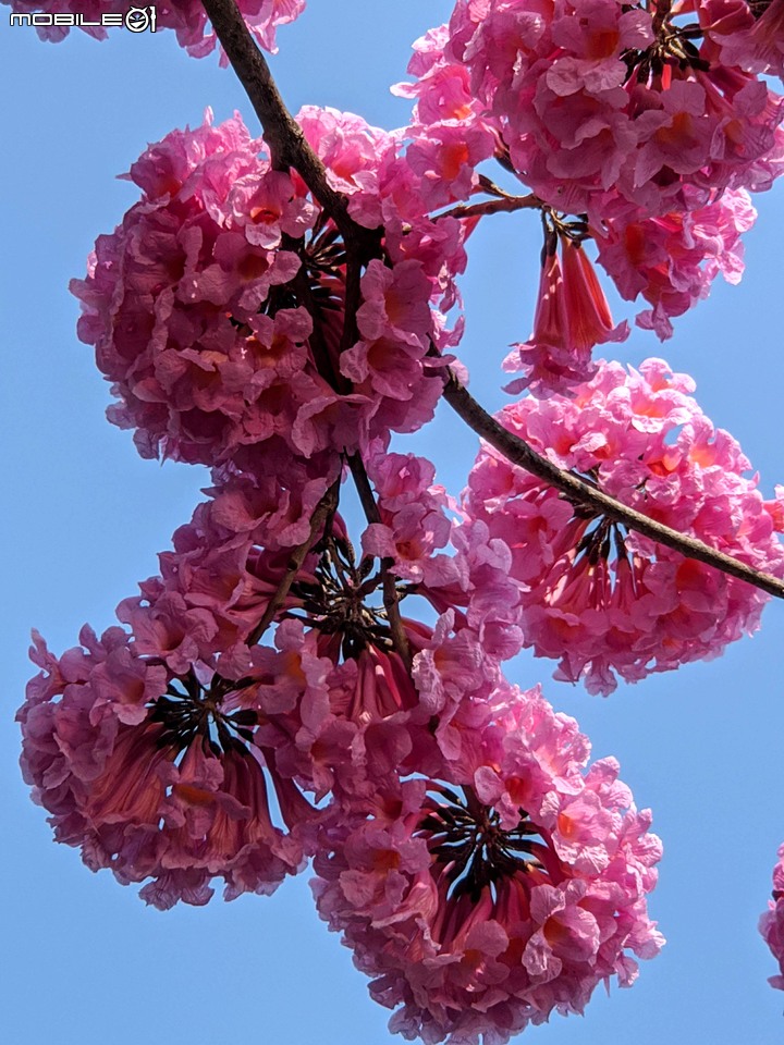 洋紅風鈴木 台南市東區林森路二段 01/31