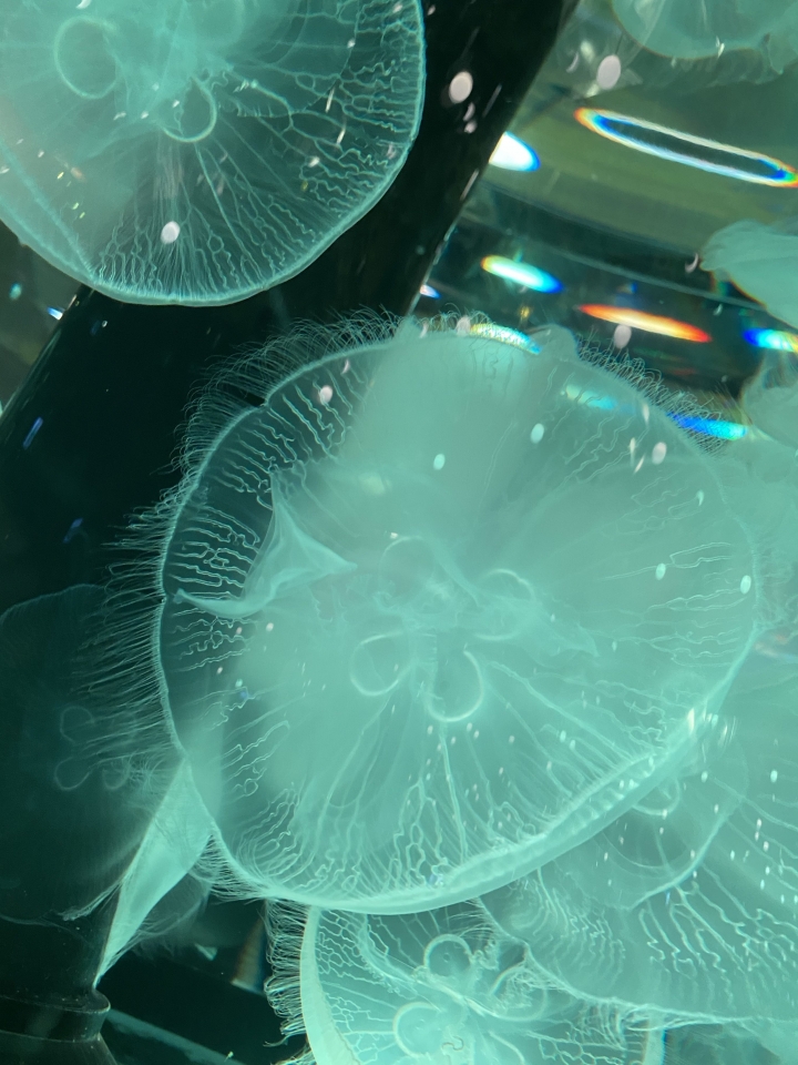 桃園Xpark水族館～附探索之謎參考解答～海豹，企鵝，鯊魚～