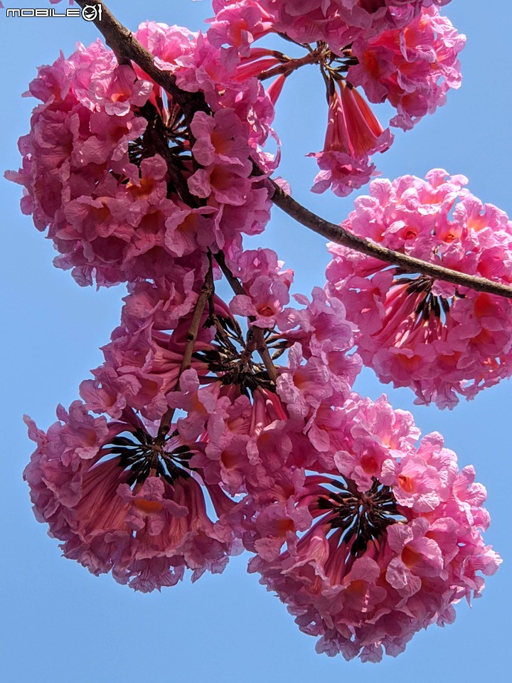 洋紅風鈴木 台南市東區林森路二段 01/31