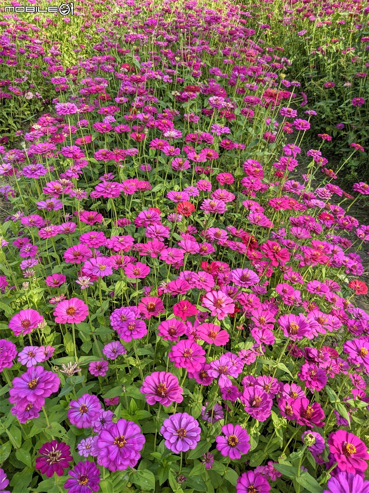 百日菊花海 高雄市杉林區181縣道 02/15