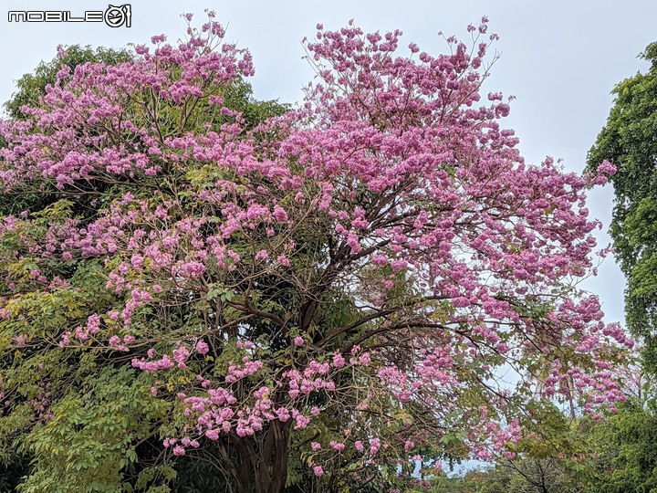 紅花風鈴木 台南市南區水交社文化園區 02/11
