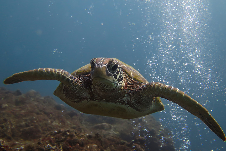 【水下影像】初五開工?就從水下開始吧!