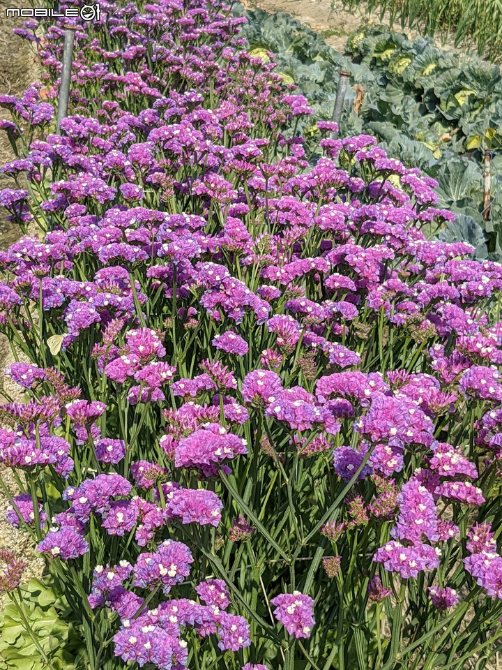 星辰花+重瓣麻葉繡球花 嘉義市西區頭港里 02/06