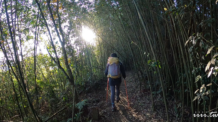 賞楓聖地・馬那邦山Y字連走細道邦山