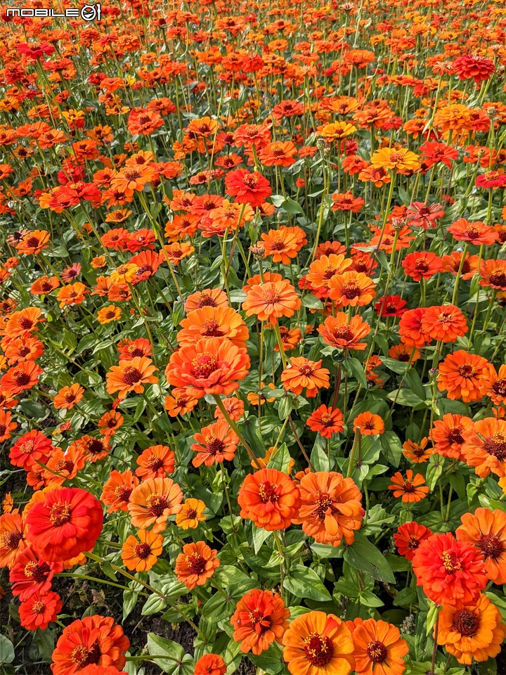 百日菊花海 高雄市杉林區181縣道 02/15