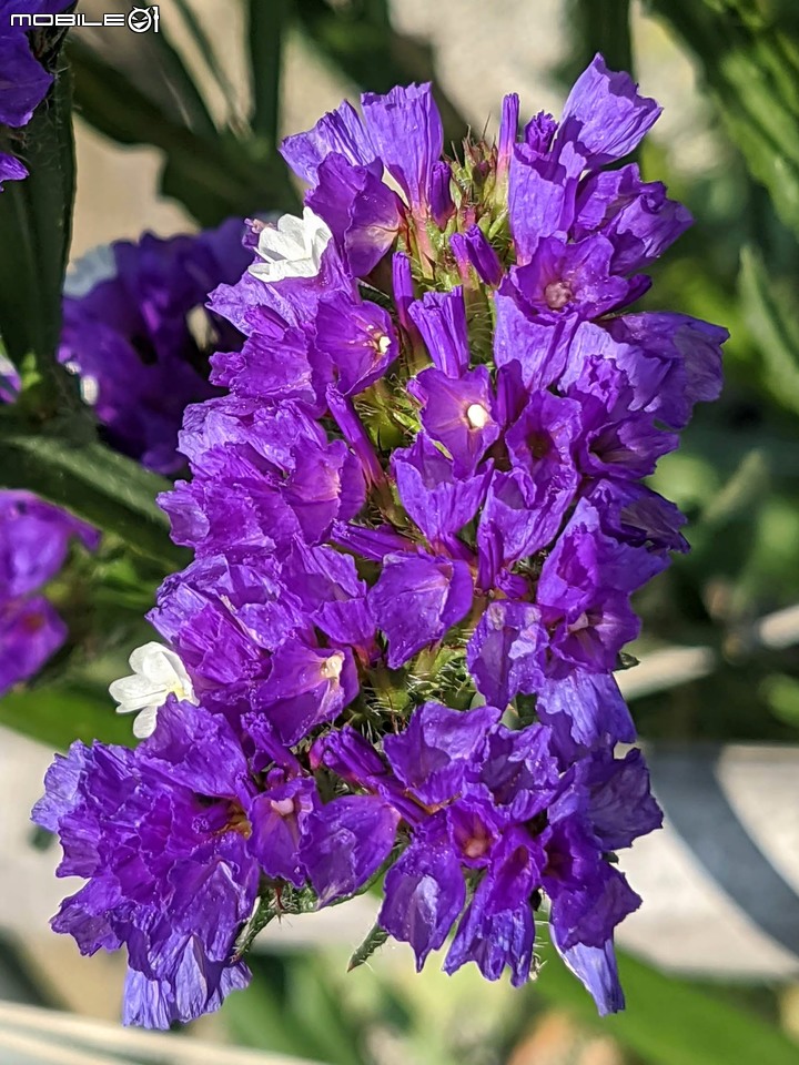 星辰花+重瓣麻葉繡球花 嘉義市西區頭港里 02/06