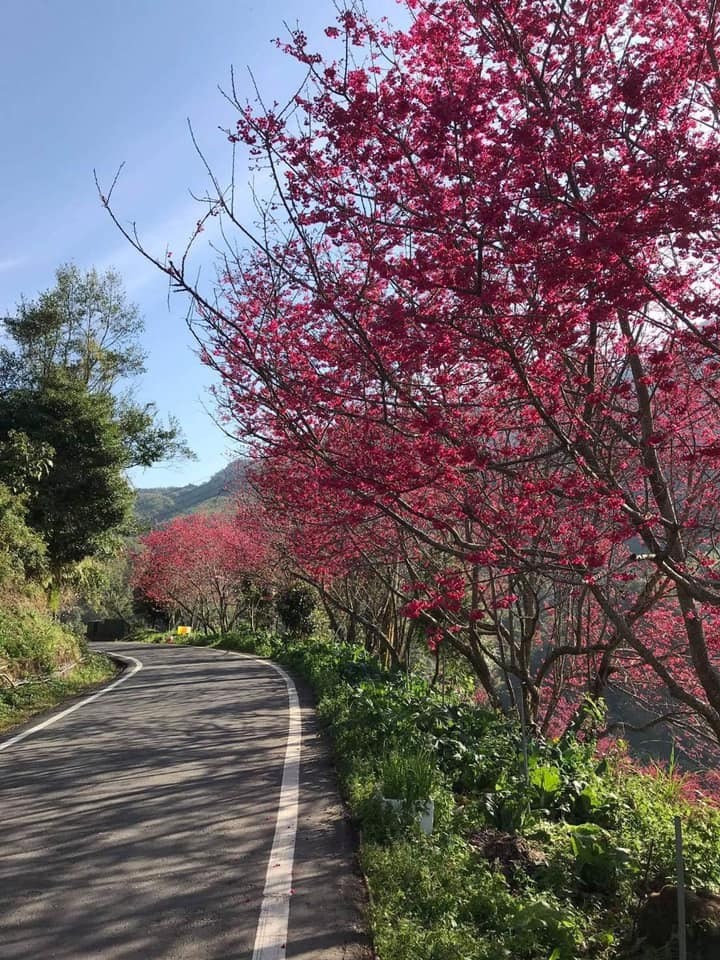 2公里櫻花海～草嶺櫻花季