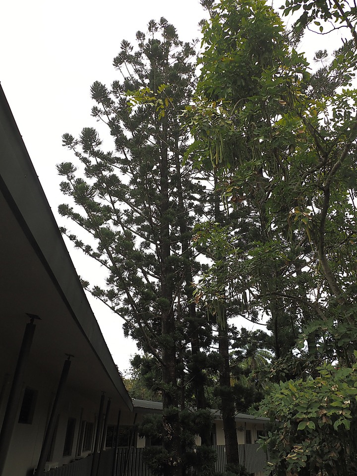 【小惡魔慶牛年】新威森林公園|茂林國家風景區管理處 — 傳說中有著異國風情的絕美婚紗秘境 — 牛年行春之旅第3站
