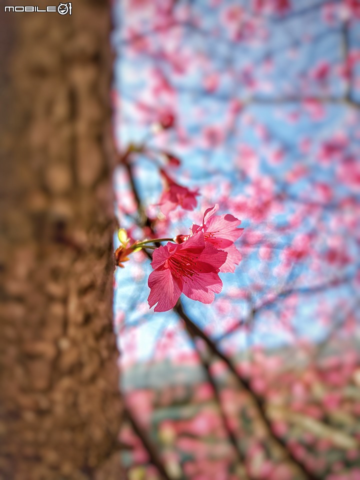 點我看大圖 【ROG3】新年 櫻之呼吸