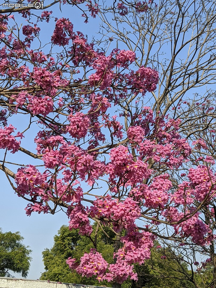 洋紅風鈴木 台南市東區林森路二段 01/31