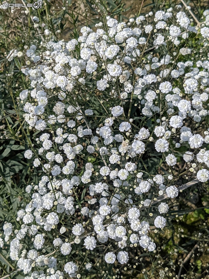 星辰花+重瓣麻葉繡球花 嘉義市西區頭港里 02/06