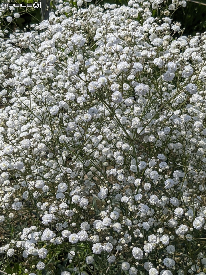 星辰花+重瓣麻葉繡球花 嘉義市西區頭港里 02/06