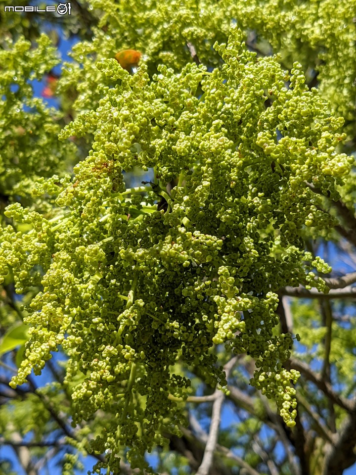 茄苳 台南市安平區湖濱水鳥公園 02/11