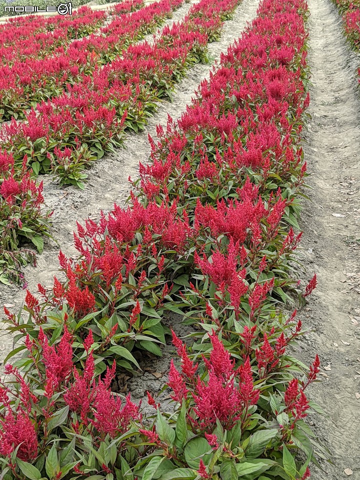 蜀葵花 台南市學甲區光華里 03/20