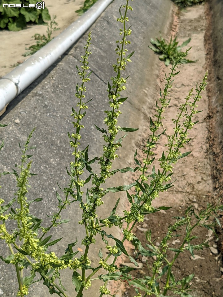 小麥+齒果酸模 台南市學甲區光華里蜀葵花 02/27