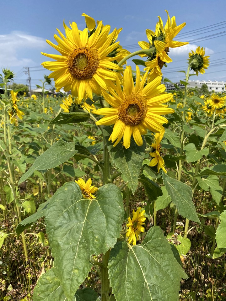 台中潭子盛開的向日葵花田