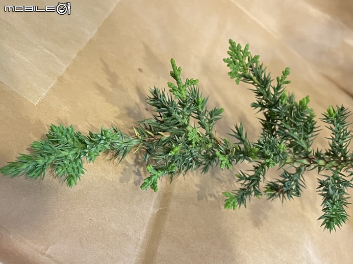 [求助]珍珠柏越養越稀疏、枯黃，要怎麼讓它回到茂盛的狀態?