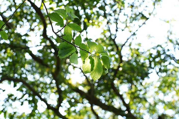 Sony 50mm f/1.2GM 鏡頭製造技術的實力展現