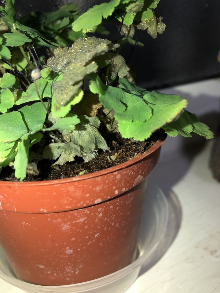 求助鐵線蕨病了