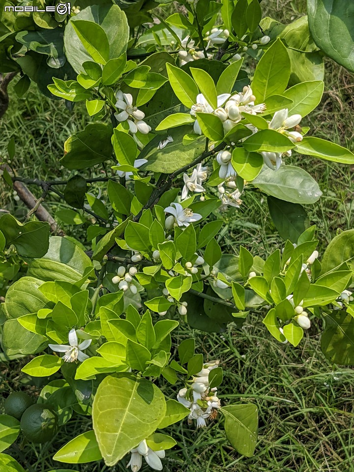 兔兒菜+柑橘花 台南市佳里區佳福寺 02/27