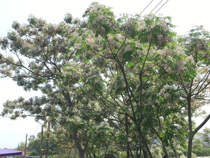 騎遊全球最美木棉花道在白河