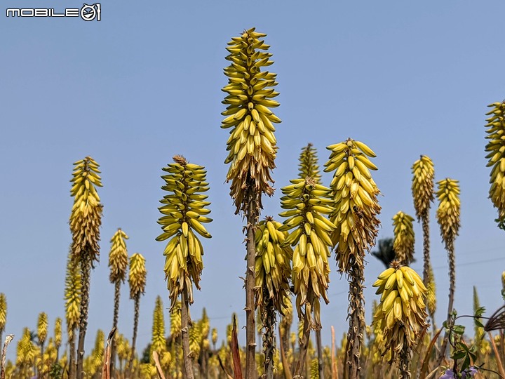 蘆薈花 台南市安南區清新蘆薈園 03/13