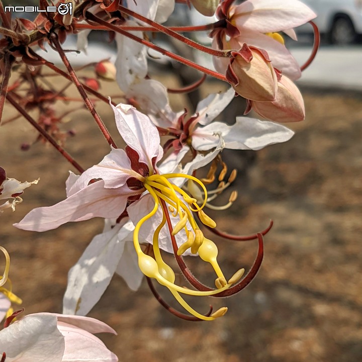 花旗木 台南市永康區忠孝運動公園 03/20