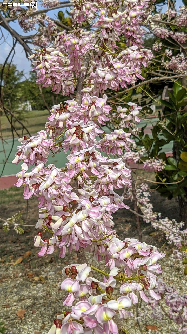 苦楝+南洋櫻 台南市安平區湖濱水鳥公園 03/06