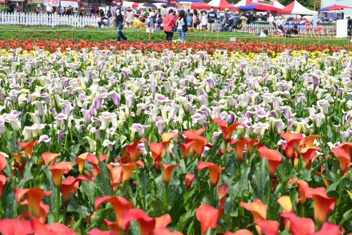 桃園彩色海芋季回來了！6萬株海芋、浪漫粉紫美人魚景現身