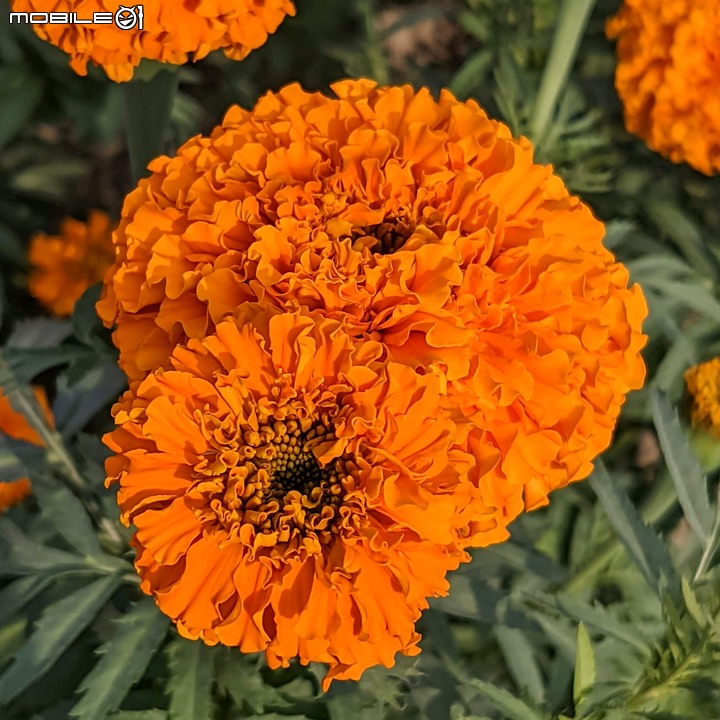蜀葵花 台南市學甲區光華里 03/20