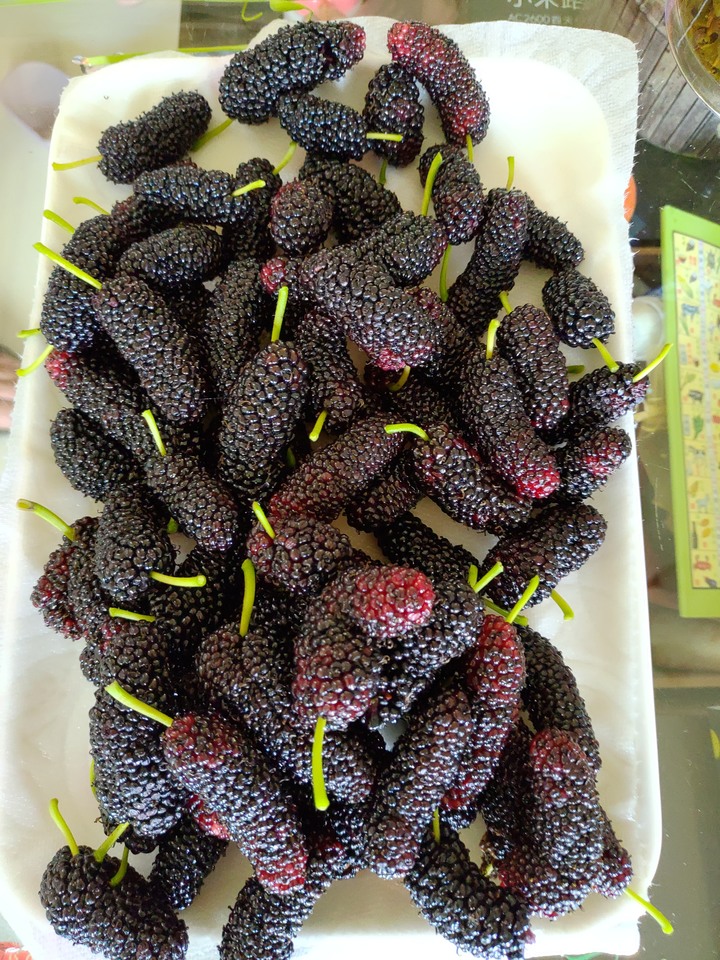 出外艱苦人假日不得閒-採集桑椹補貼家用