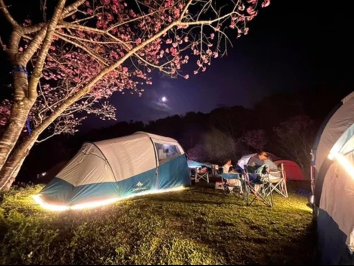 「遊客太多不受控」！露營包場遭賞櫻人潮擅闖業者慘遭血洗一星負評