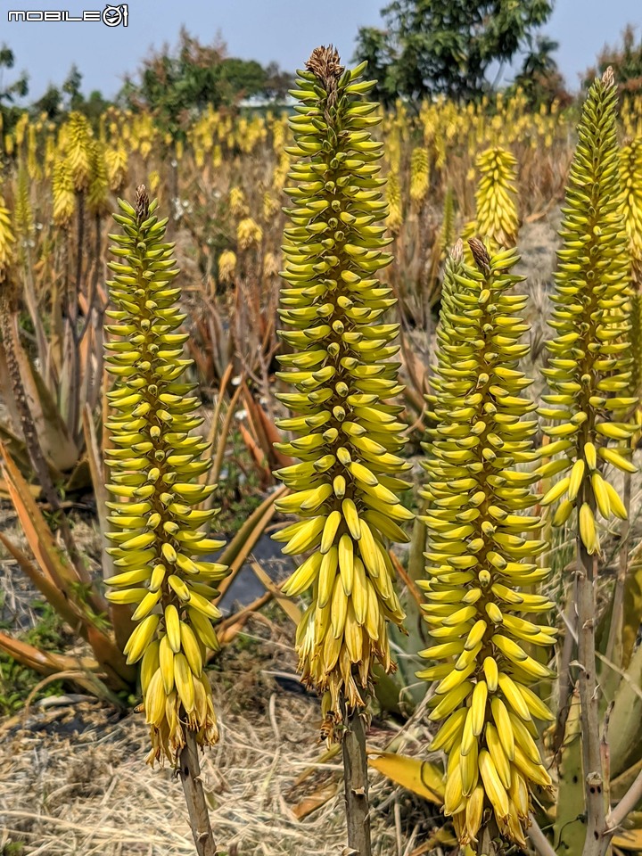 蘆薈花 台南市安南區清新蘆薈園 03/13