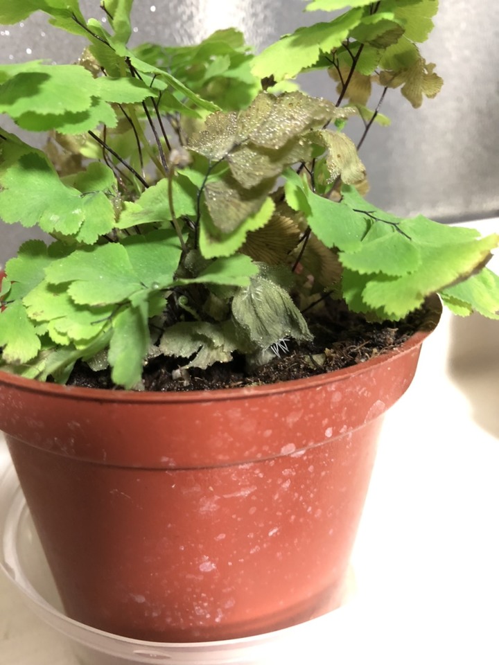 求助鐵線蕨病了