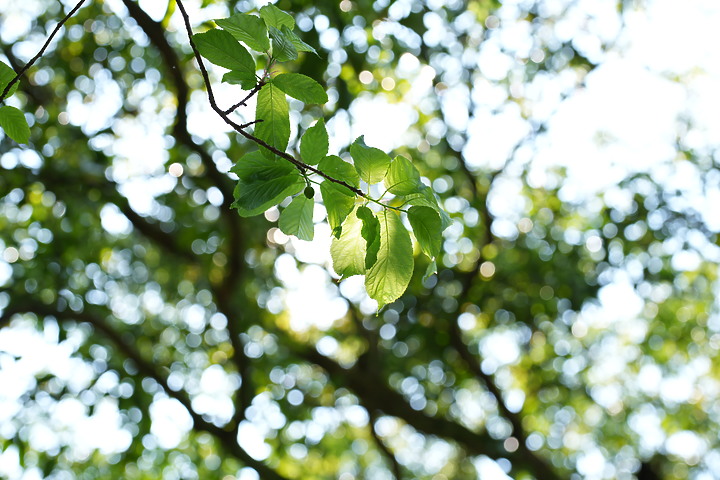 Sony 50mm f/1.2GM 鏡頭製造技術的實力展現