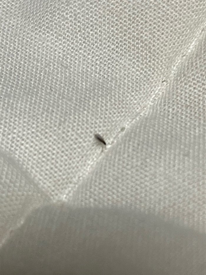 房間裡一直出現小黑蟲