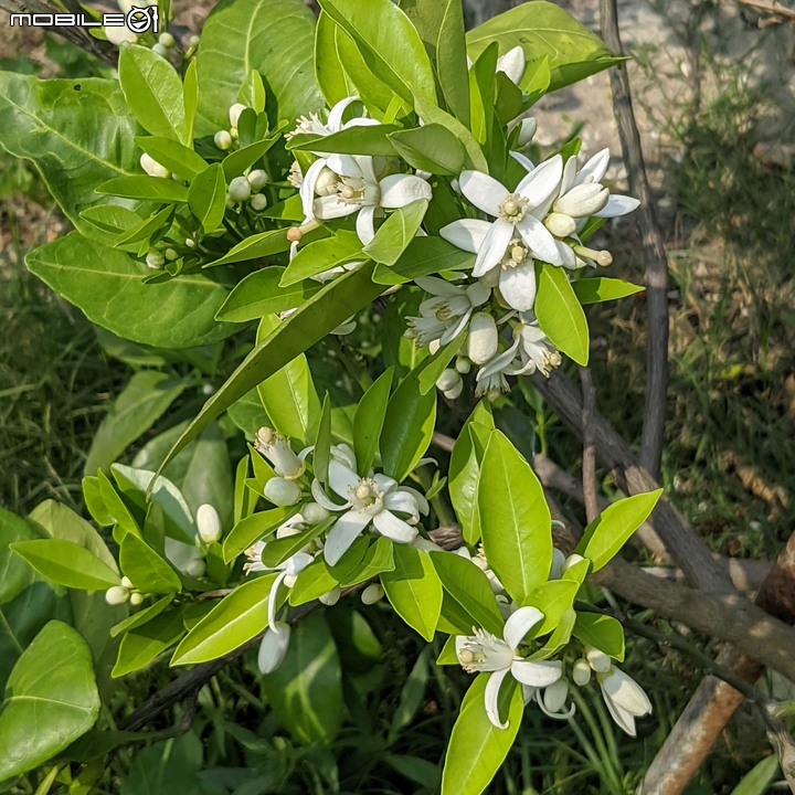 兔兒菜+柑橘花 台南市佳里區佳福寺 02/27