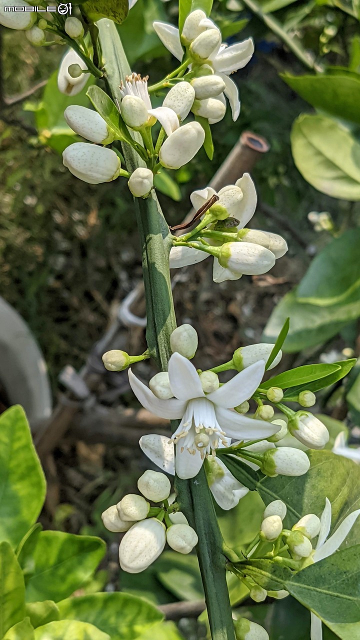 兔兒菜+柑橘花 台南市佳里區佳福寺 02/27