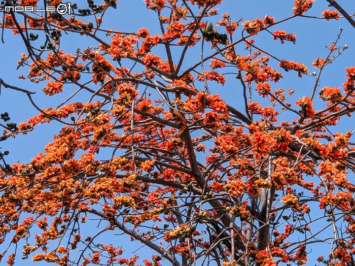 木棉花+紅瓶刷 台南市東區巴克禮公園 03/06