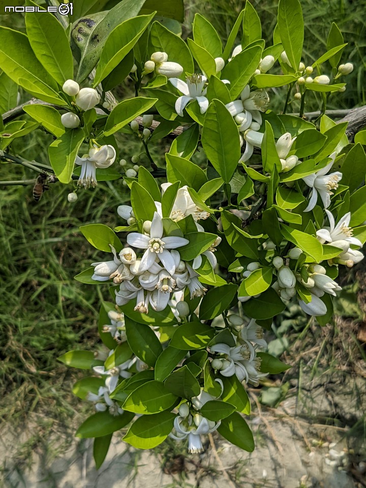 兔兒菜+柑橘花 台南市佳里區佳福寺 02/27