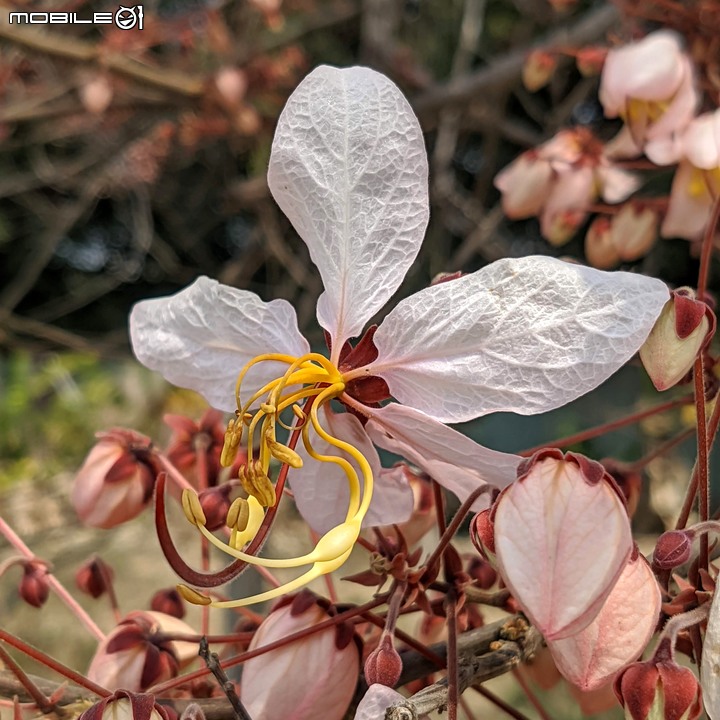 花旗木 台南市永康區忠孝運動公園 03/20
