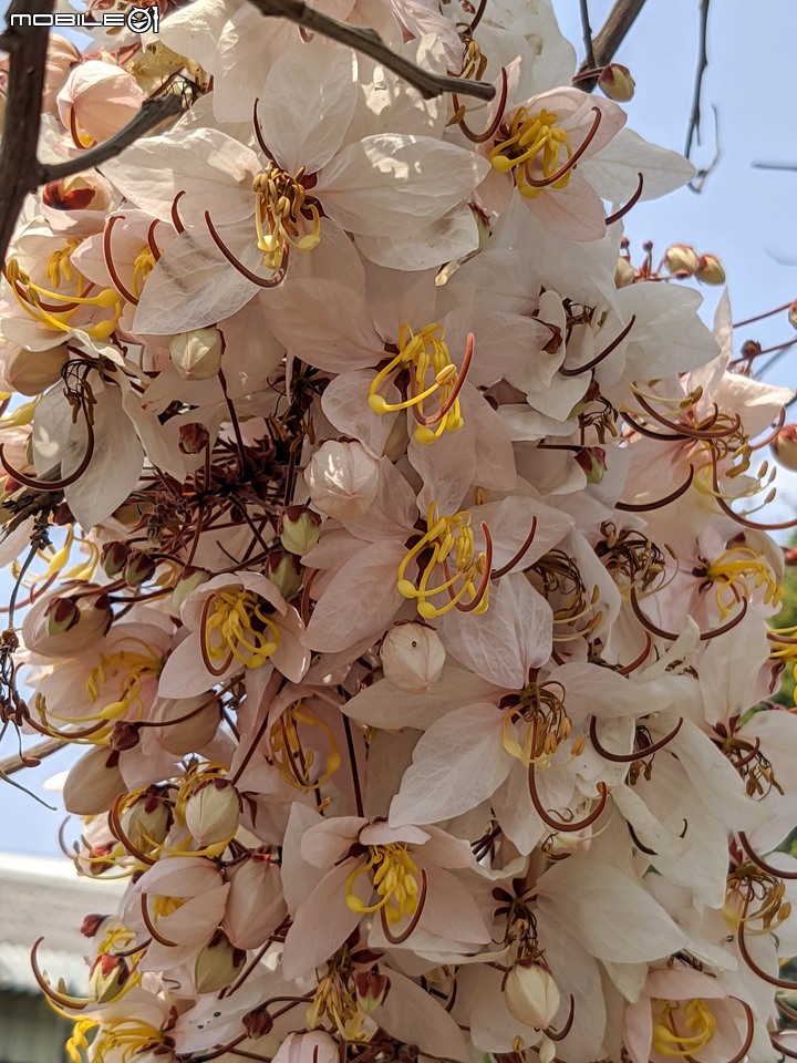 花旗木 台南市永康區忠孝運動公園 03/20