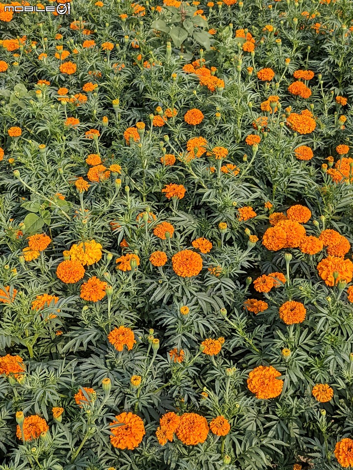 蜀葵花 台南市學甲區光華里 03/20