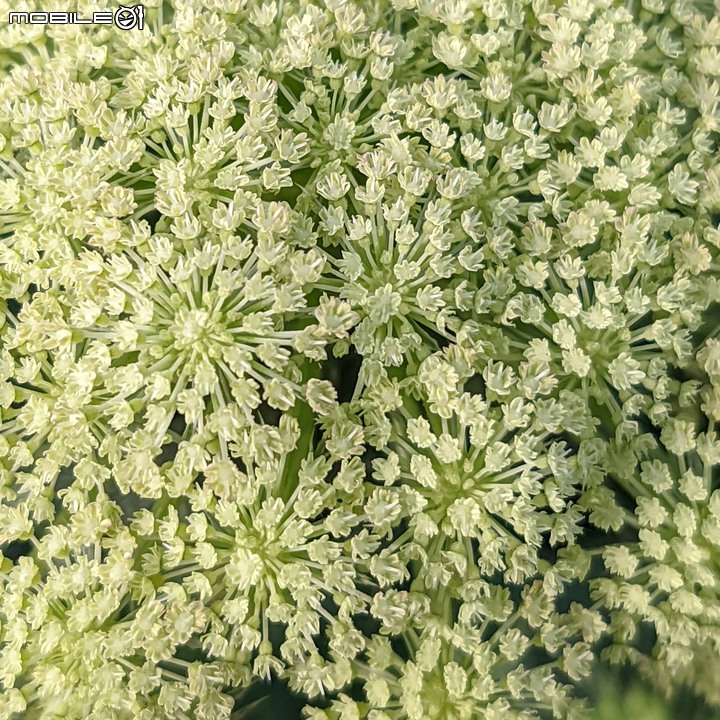 紅蘿蔔花 台南市西港區中央公園 02/27