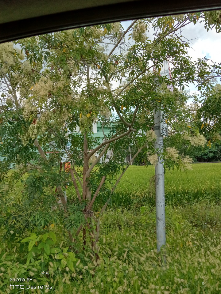 請問這是哪兩種樹?花香甚濃