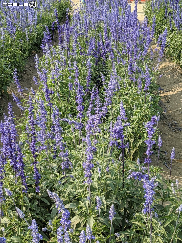 蜀葵花 台南市學甲區光華里 03/20