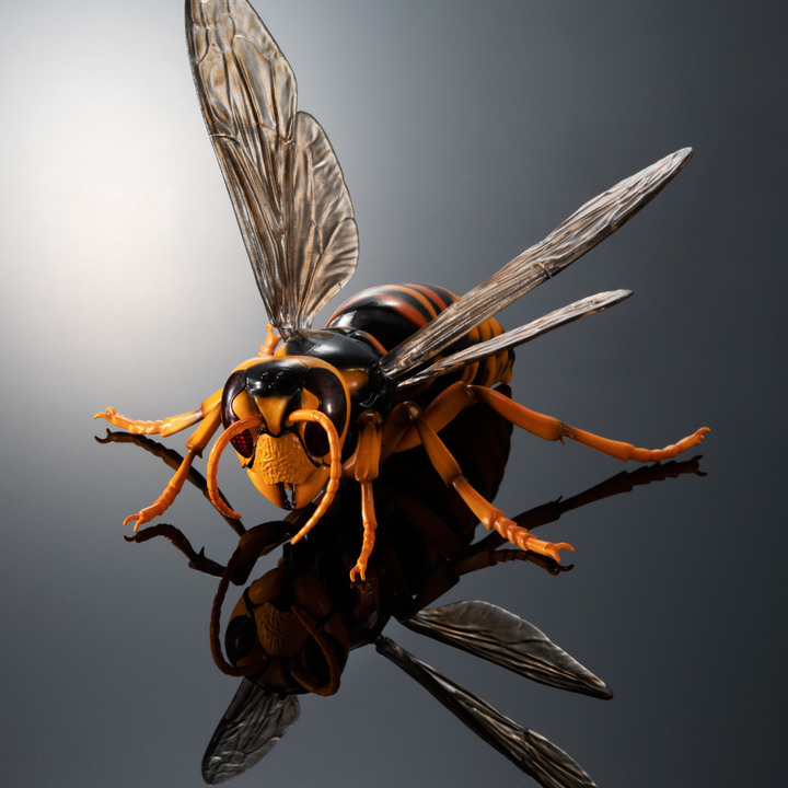 擬真轉蛋 生物圖鑑ADVANCE 黃蜂 台灣萬代官方線上轉蛋網站 GASHAPON ONLINE TAIWAN 開放訂購！